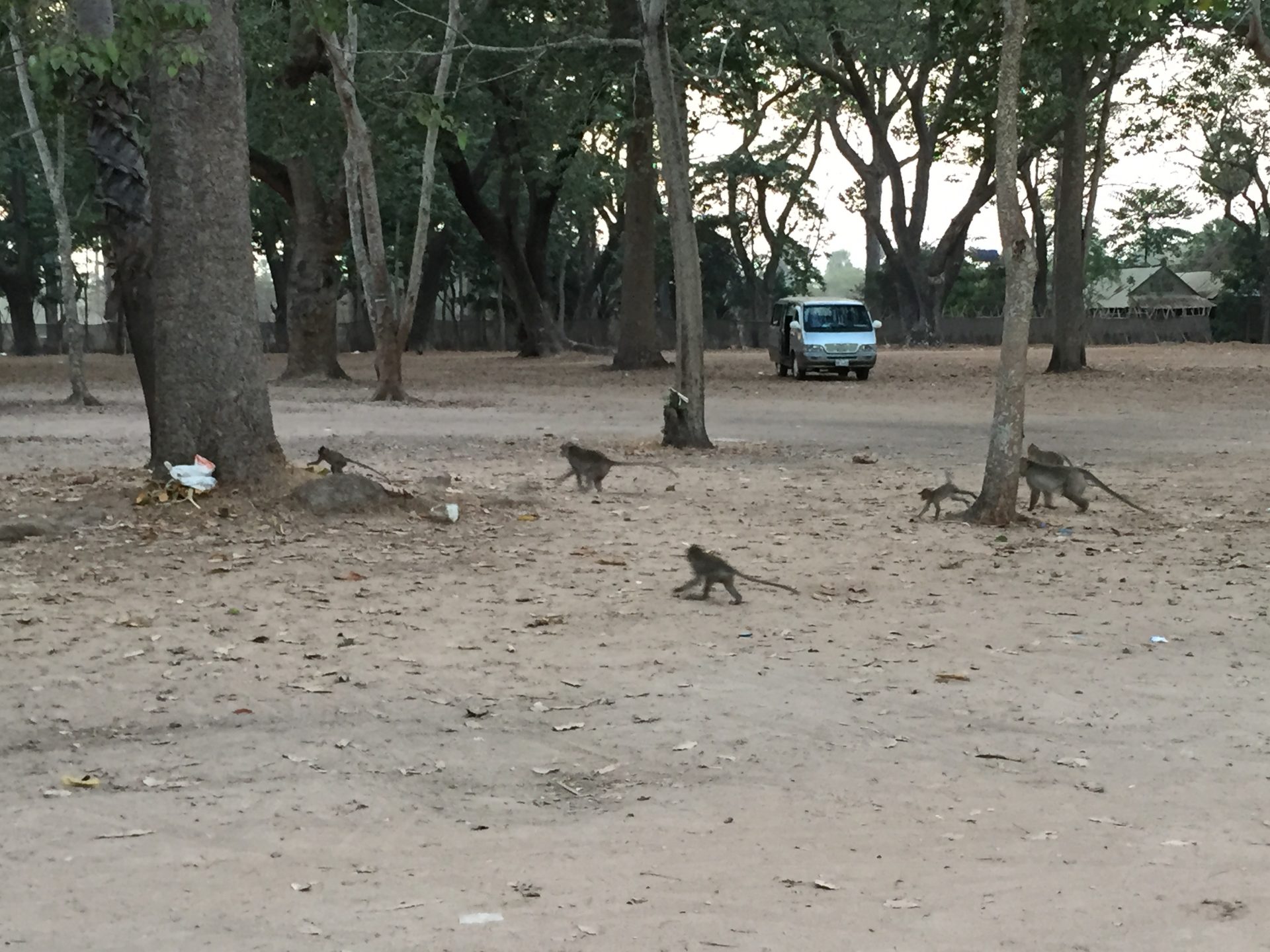 The monkeys live around the Angkor Wat temple, Siem Reap