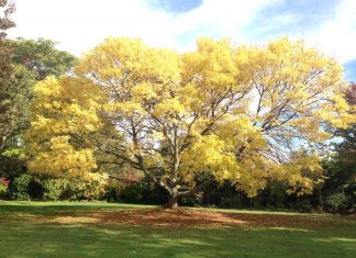 A yellow tree at Lincoln University
