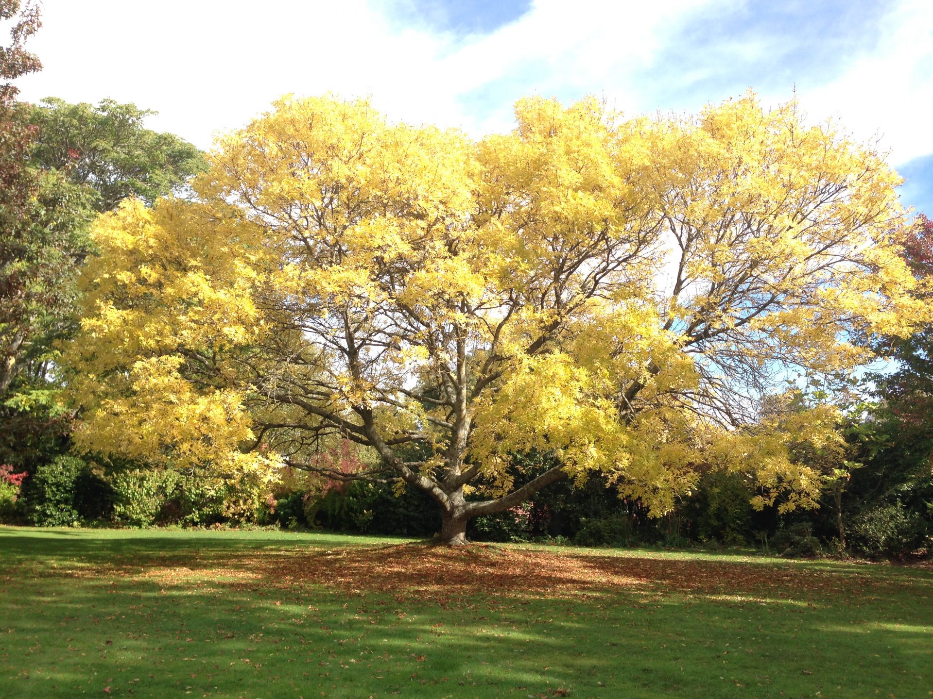 A yellow tree at Lincoln University