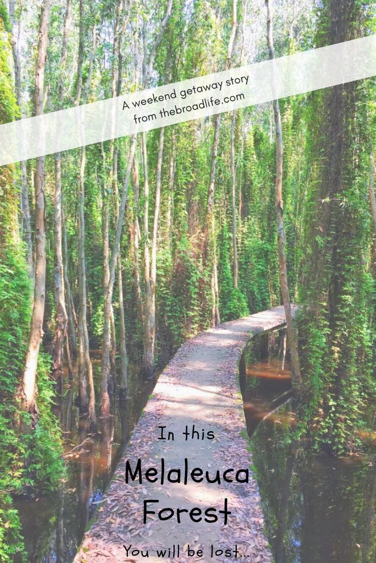 Get Lost in Melaleuca Forest - The Broad Life - Pinterest board