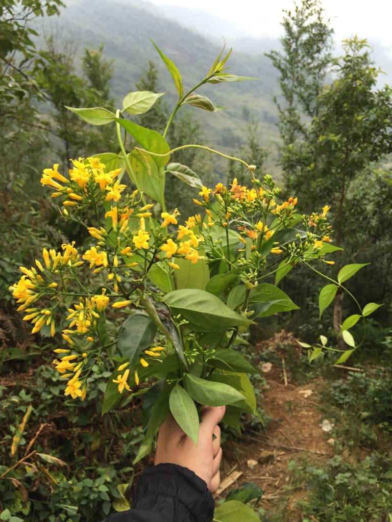 most poisoned foliage in sapa vietnam