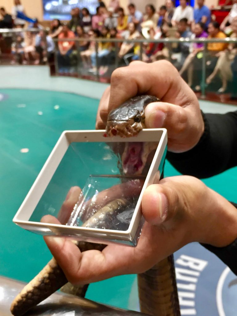 Snake's poison is abstracted at a snake show.