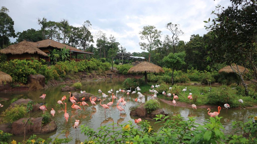 Flamingo founded in Vinpearl Safari, Phu Quoc Island, Vietnam