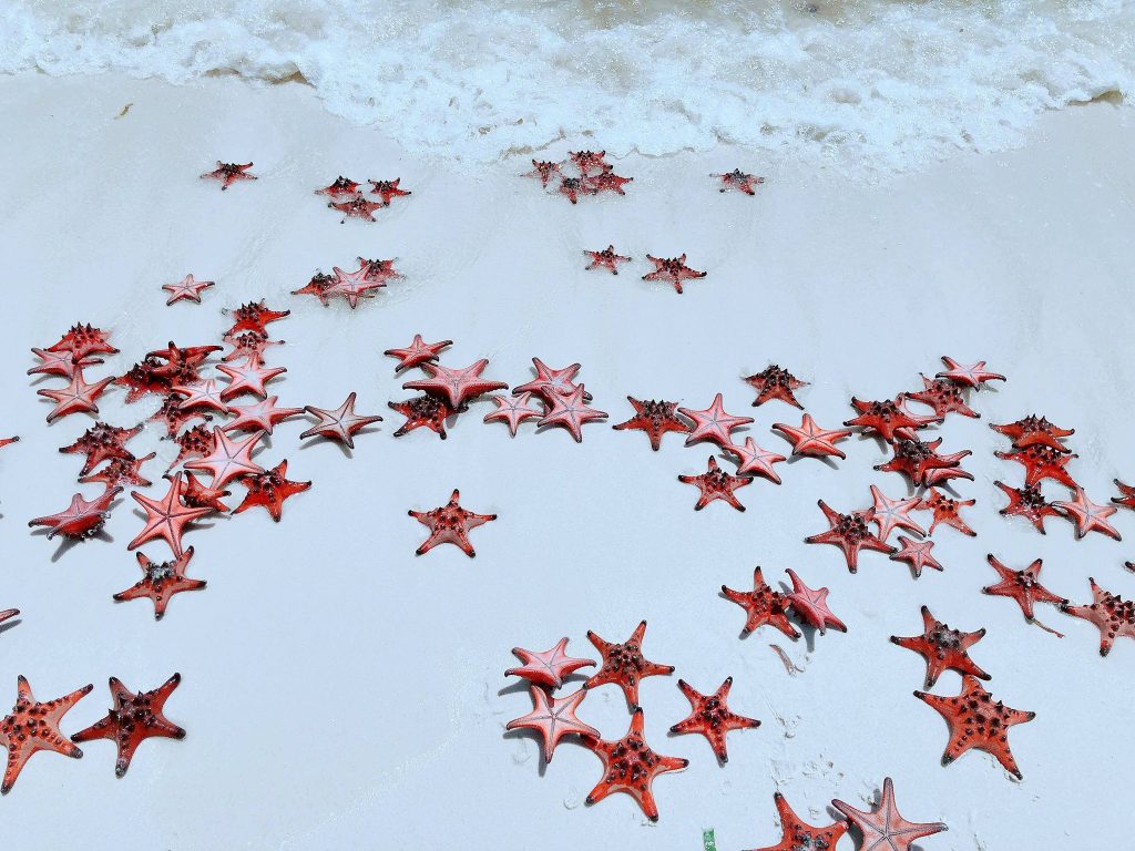 Red Stars at Rach Vem Beach, Phu Quoc Island, Vietnam