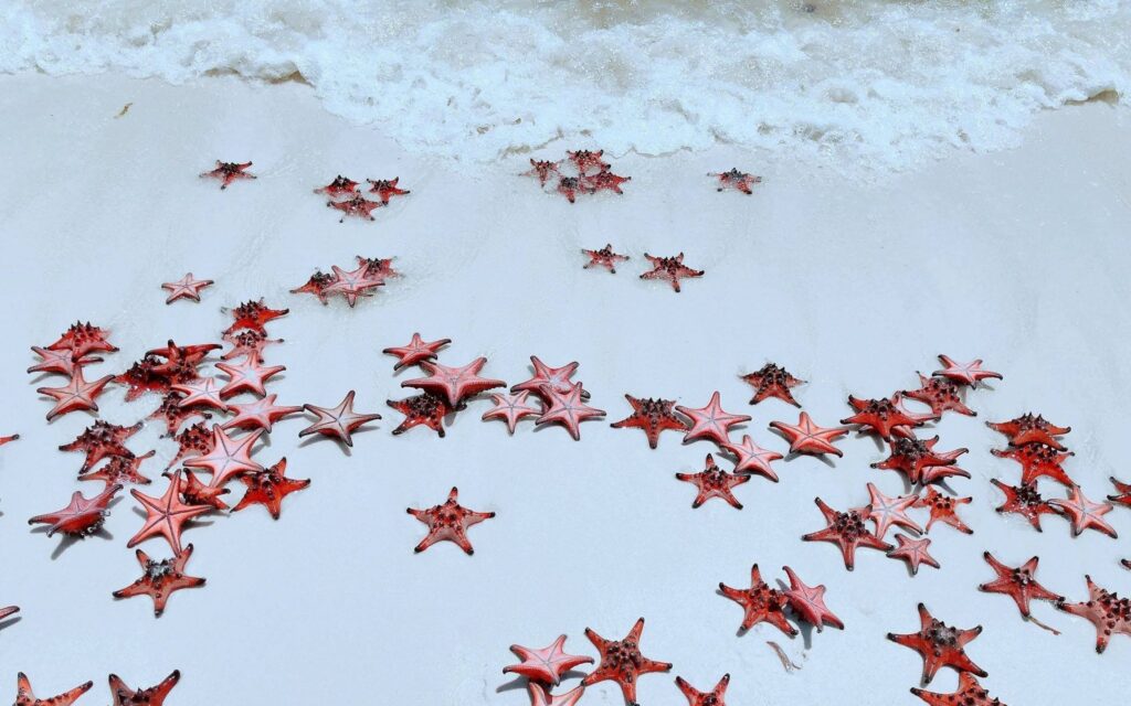 Red Sea Stars at "starfish kingdom" Rach Vem Beach, Phu Quoc Island, Vietnam