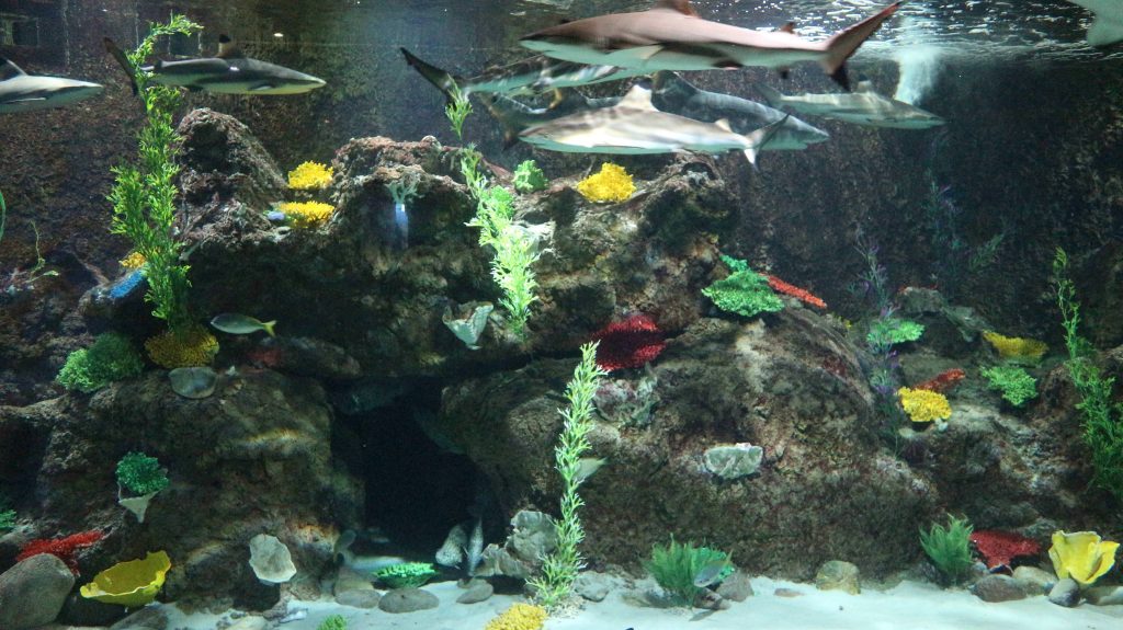 Sharks and fishes in Vinpearl Land Aquarium, Phu Quoc Island, Vietnam