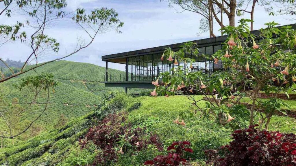 BOH Tea Plantation in Cameron Highlands, Malaysia