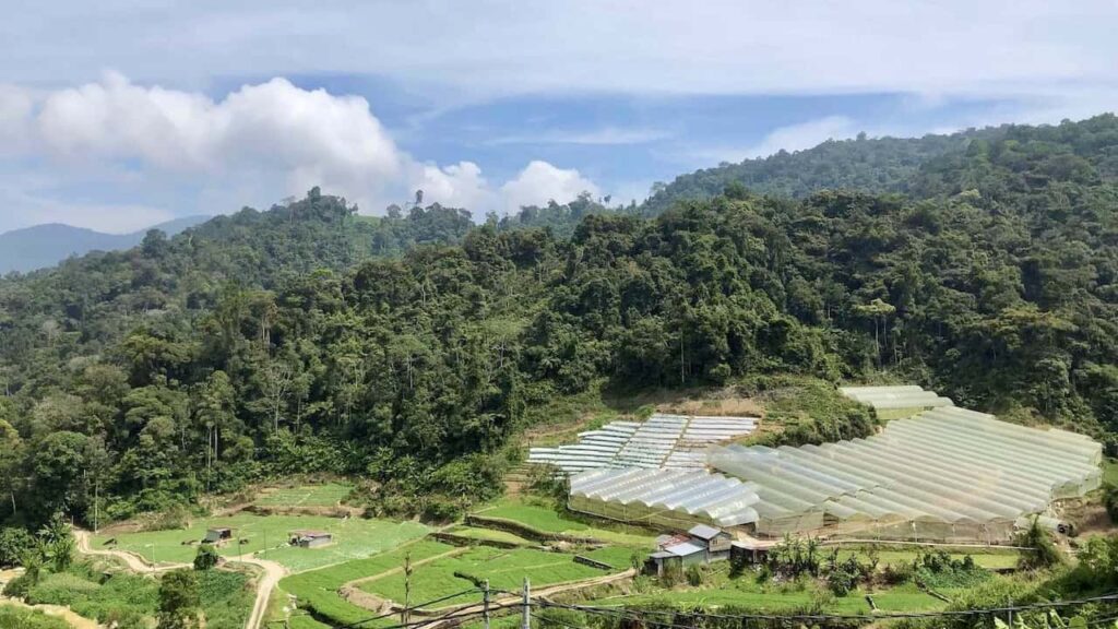 Greenhouses and farms surrounded by forest in Cameron Highlands