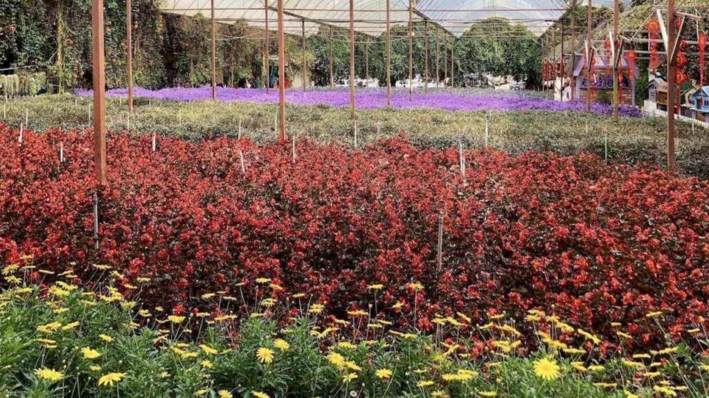 Lavender Garden in Cameron Highlands, Malaysia