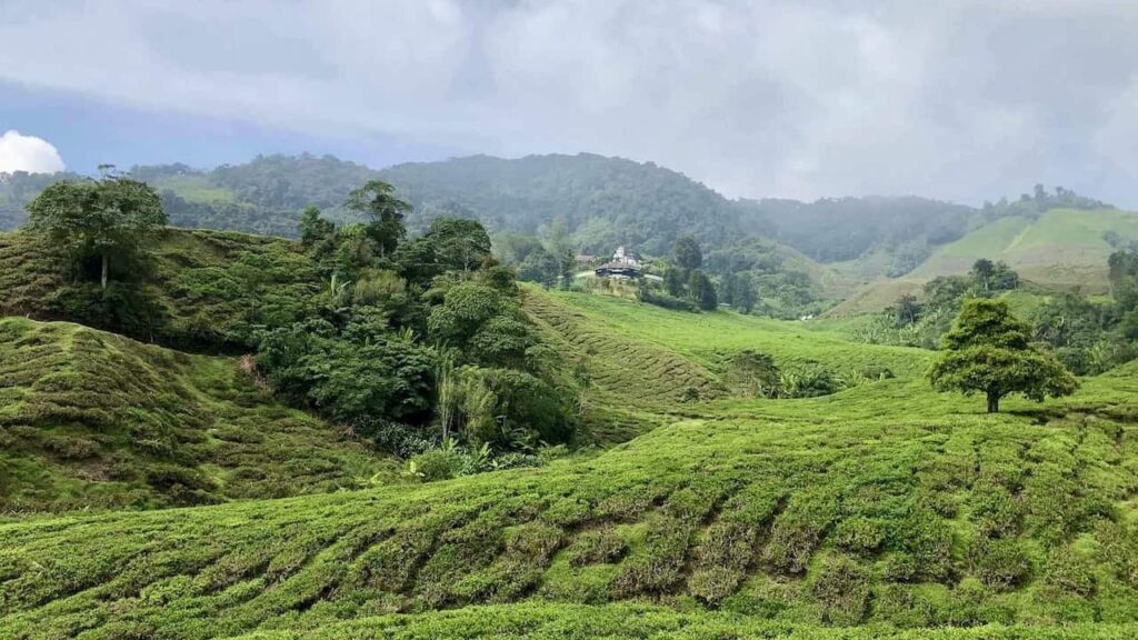 Lush tea plantation landscape in Cameron Highlands, Malaysia