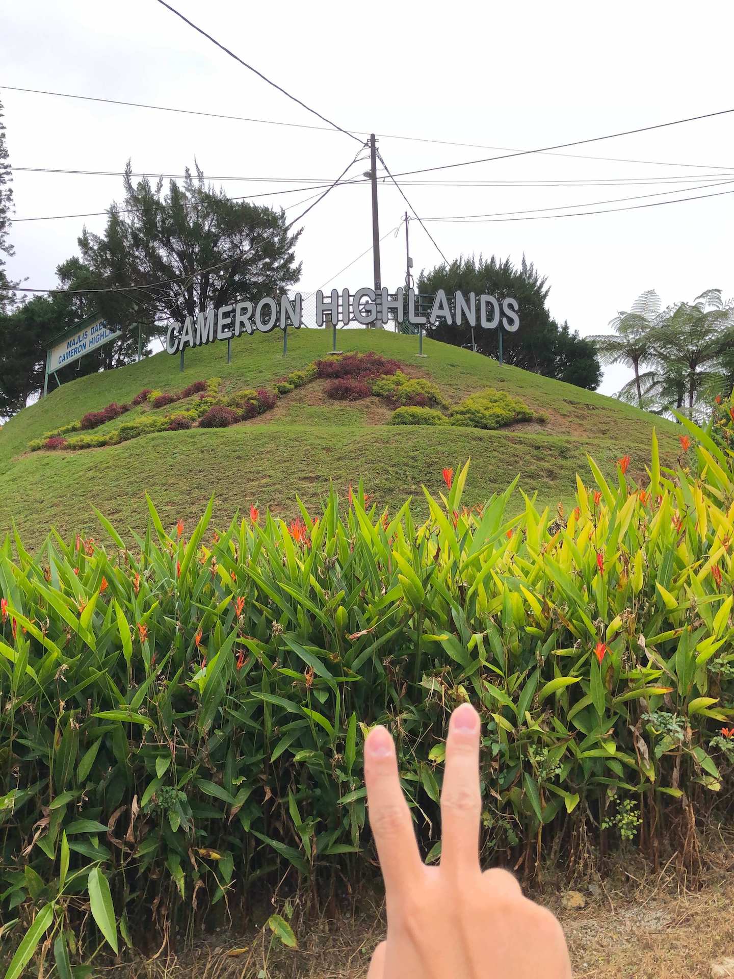 the word Cameron Highlands at Tanah Rata