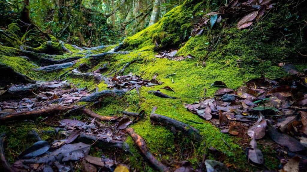 Mossy Forest in Cameron Highlands, Malaysia