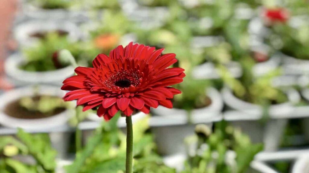 Red flower at a garden in Cameron Highlands, Malaysia