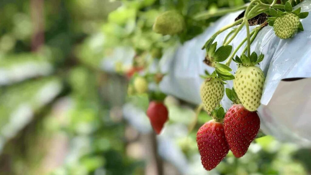 Strawberries growing at a farm in Cameron Highlands