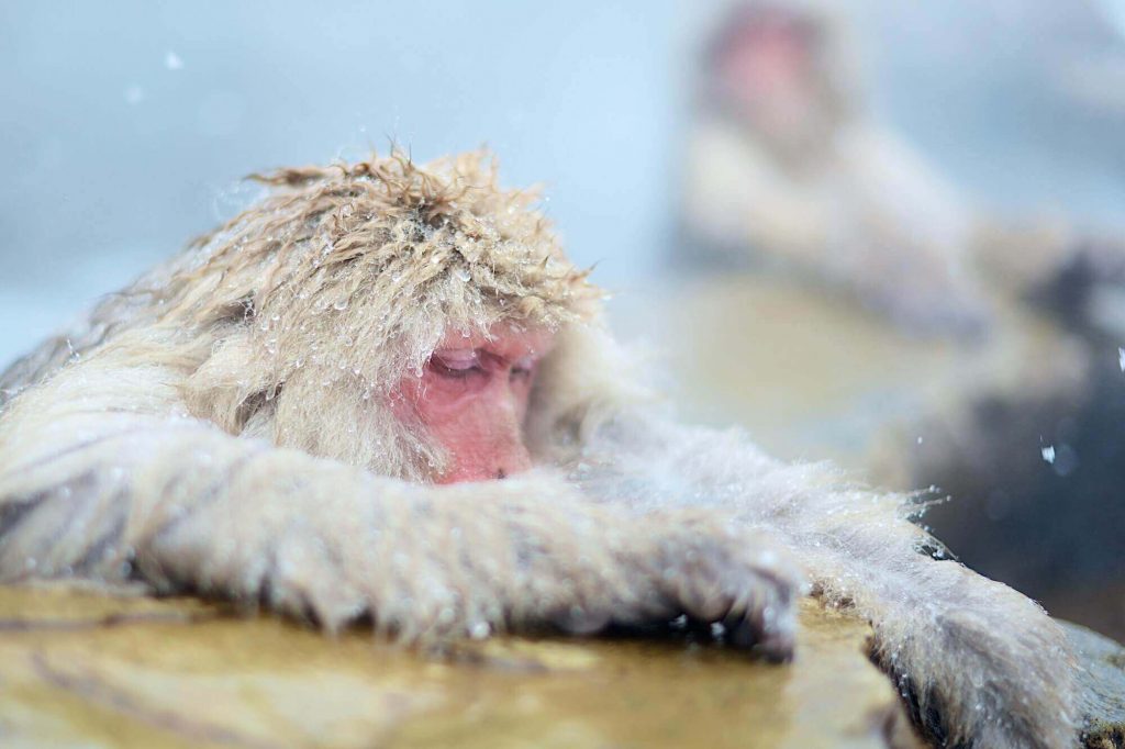 A monkey 's relaxing at the Jigokudani Monkey Park's hot spring