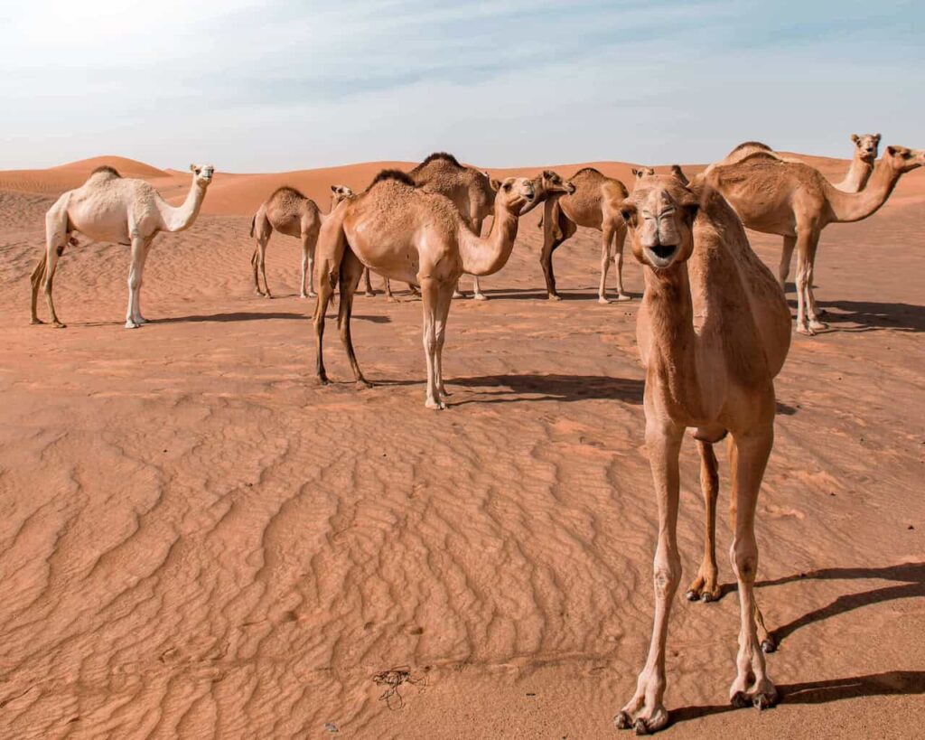 Camels standing on the sand dunes of the Arabian Desert near Dubai