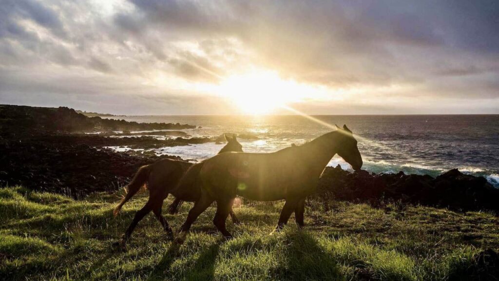 Two horses walking along the rocky coastline of Easter Island, Chile, at sunset with waves in the background