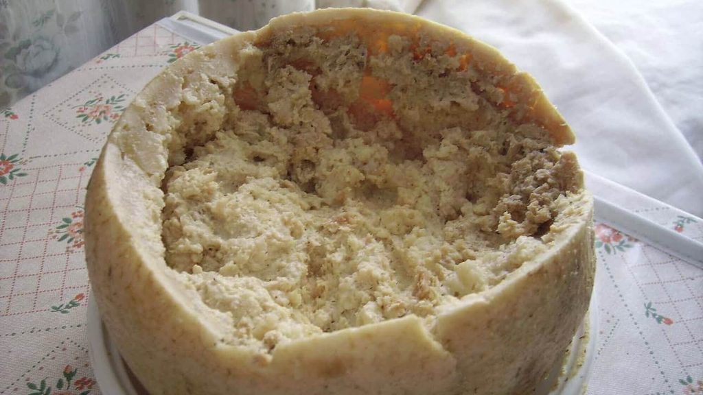 Casu marzu Sardinian cheese with cheese fly larvae