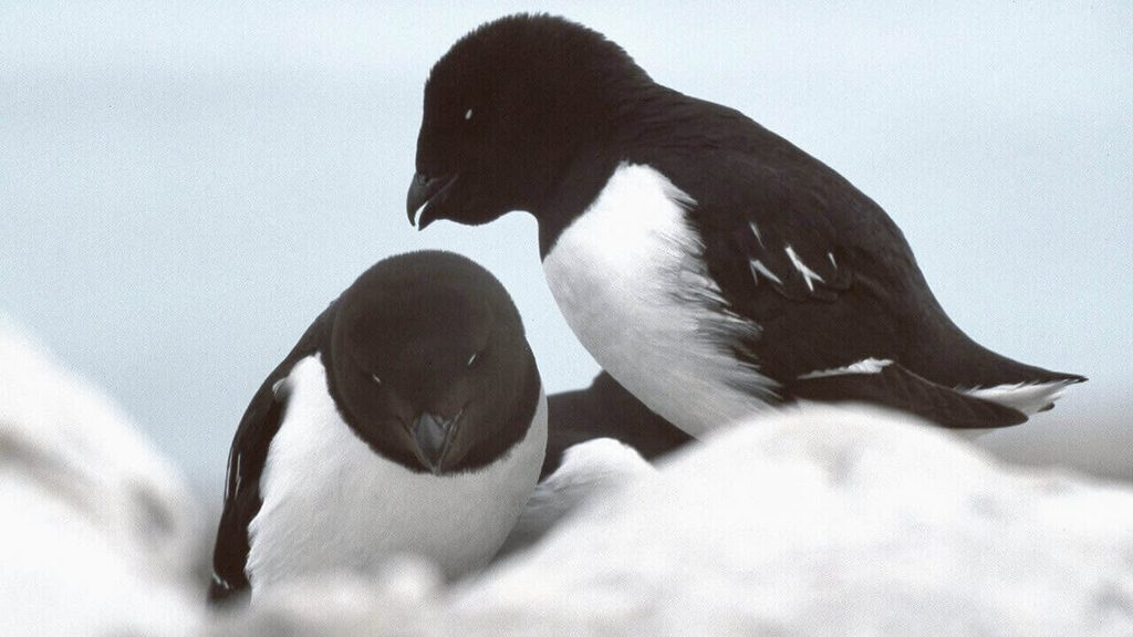 Little auks associated with traditional Greenlandic kiviaq smelly food