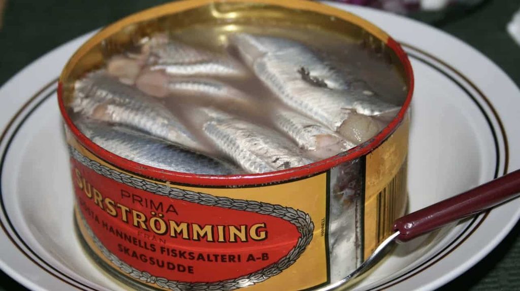 Smelly food Swedish surströmming fermented herring in a can
