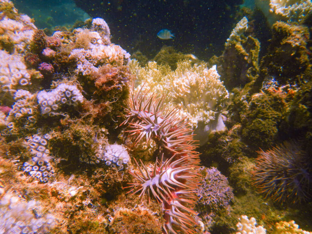 coral at Whale Island Vietnam