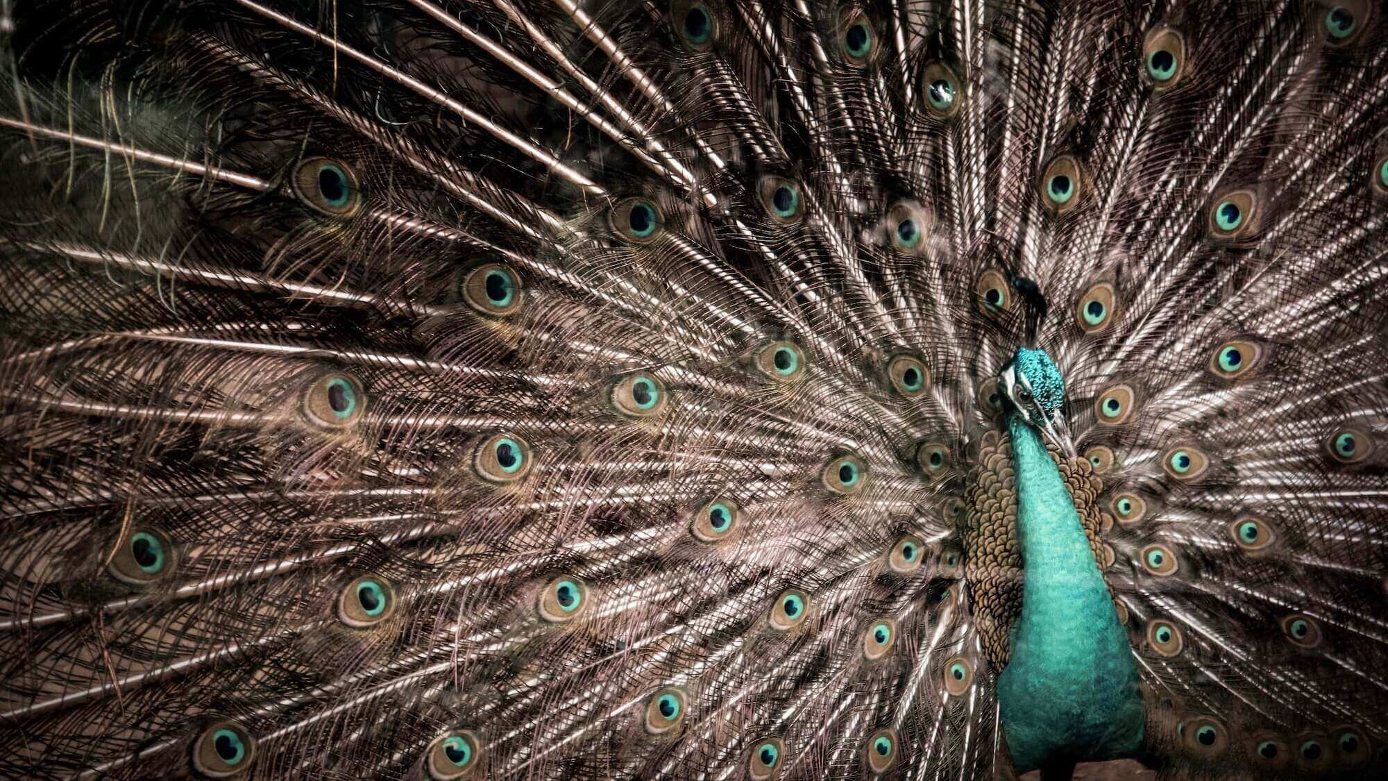 peacock at saigon zoo and botanical gardens