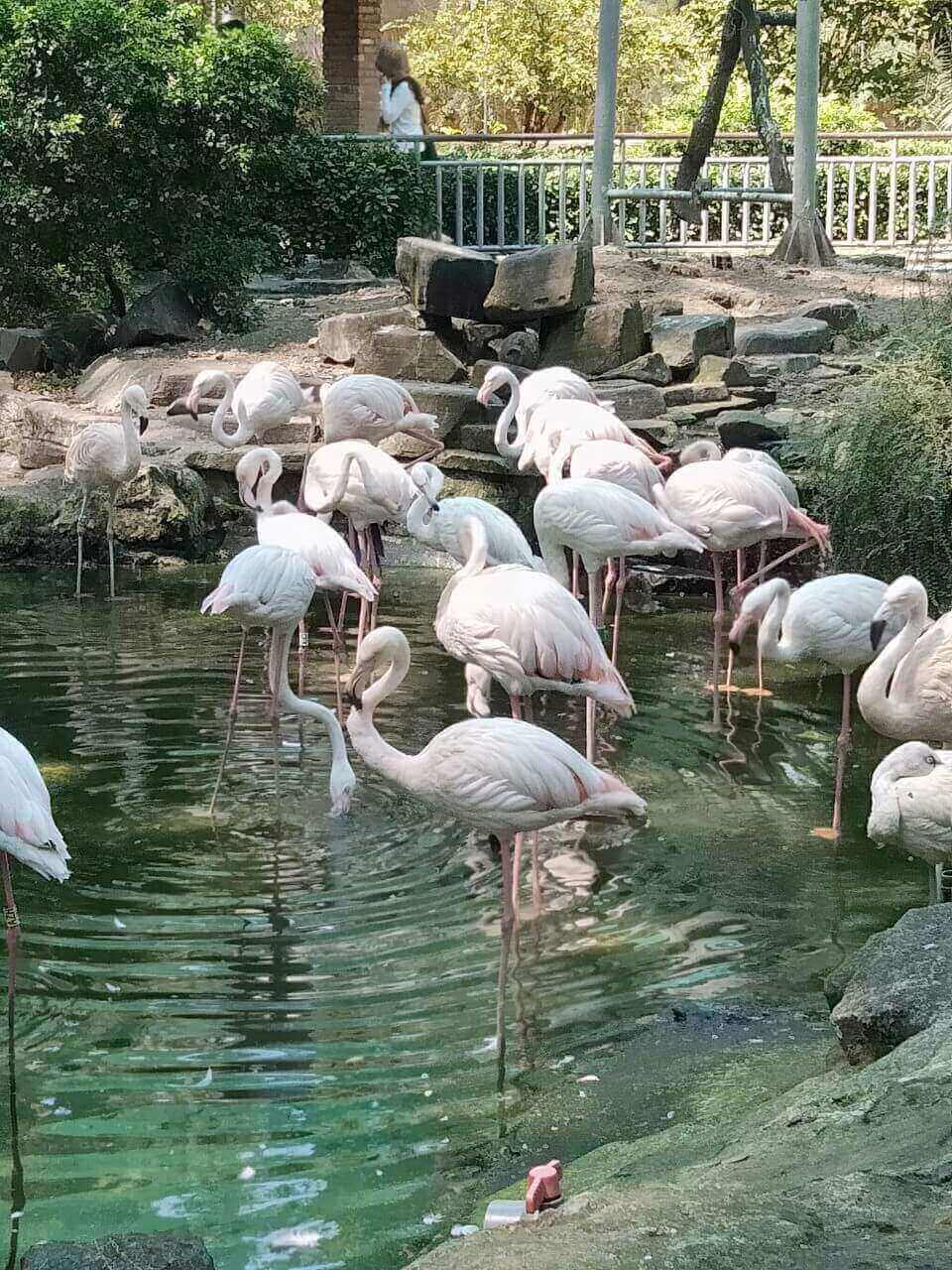 flamingo travel saigon