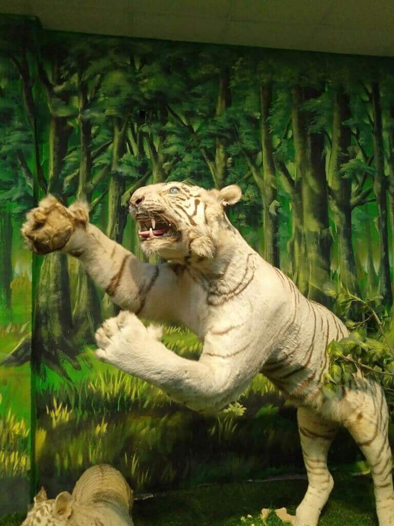 A white tiger sculpture in the museum at Saigon Zoo