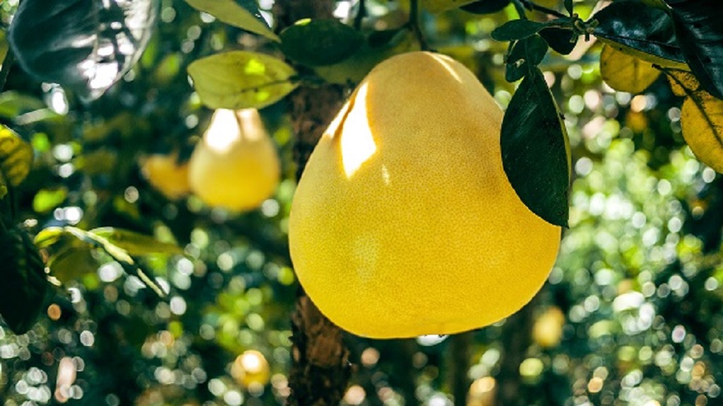 yellow pomelo on the tree
