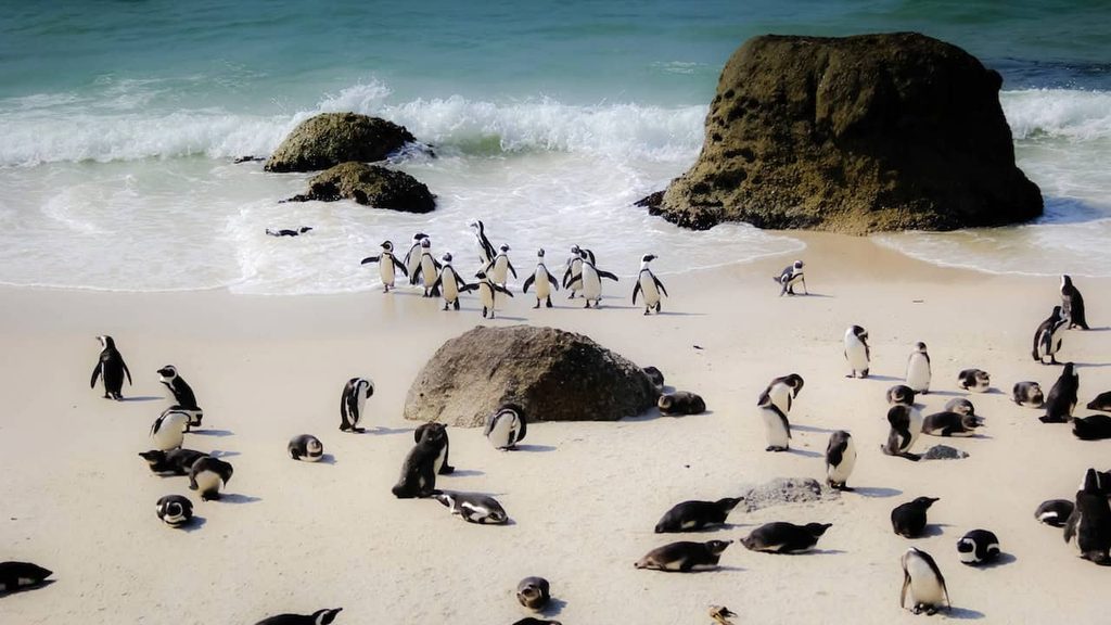 African penguins gathering on Boulders Beach near Cape Town, South Africa