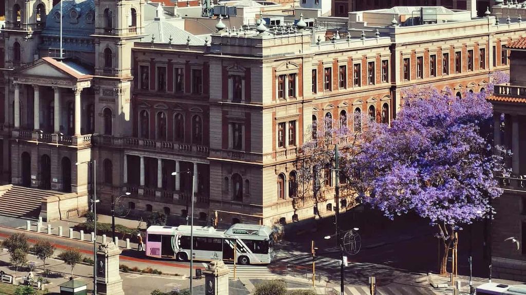 Purple jacaranda trees blooming along a street in Pretoria, South Africa