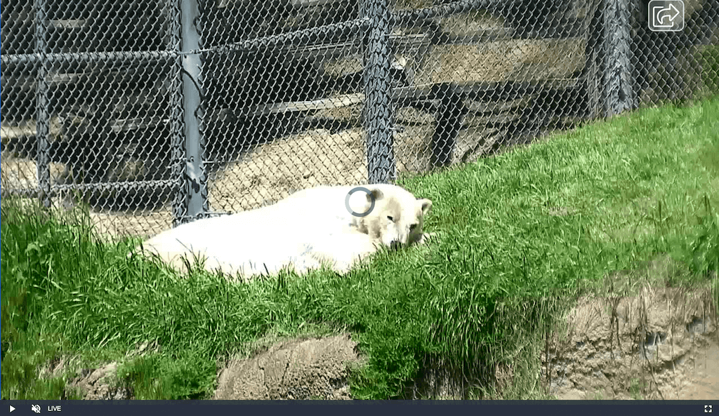 Polar Bear live-cam of the San Diego Zoo