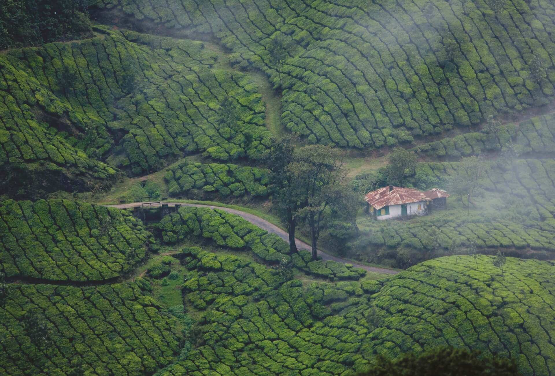 5 Wonderful Wayanad Attractions That You Shouldn’t Miss Experience