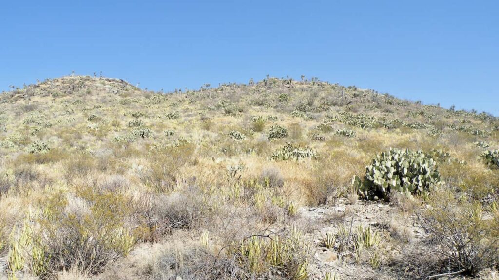 Road from Bermejillo to Mapimí through the desert landscape of Durango, Mexico
