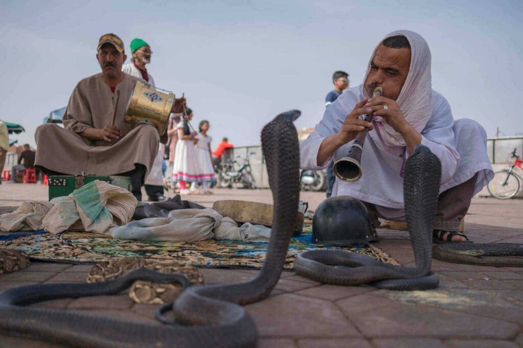 an old man playing flute to control a snake for entertainment in marrakech