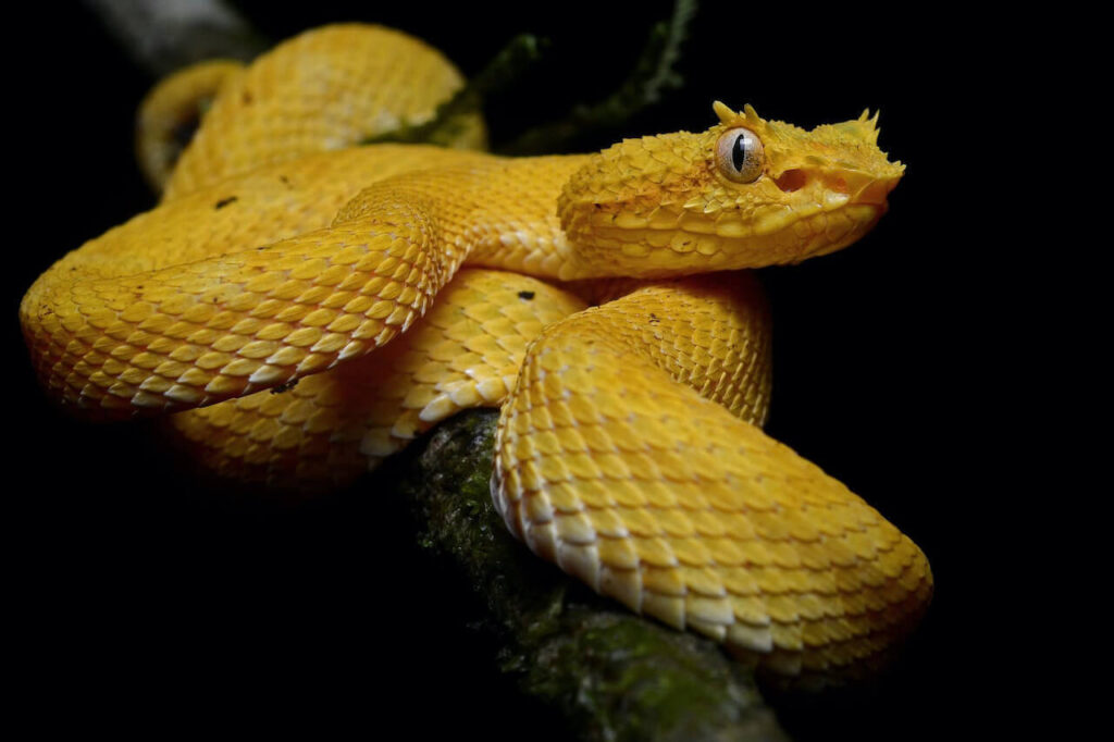 golden lancehead viper in snake island