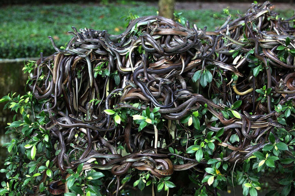 poisonous snakes on Ilha da Queimada Grande snake island