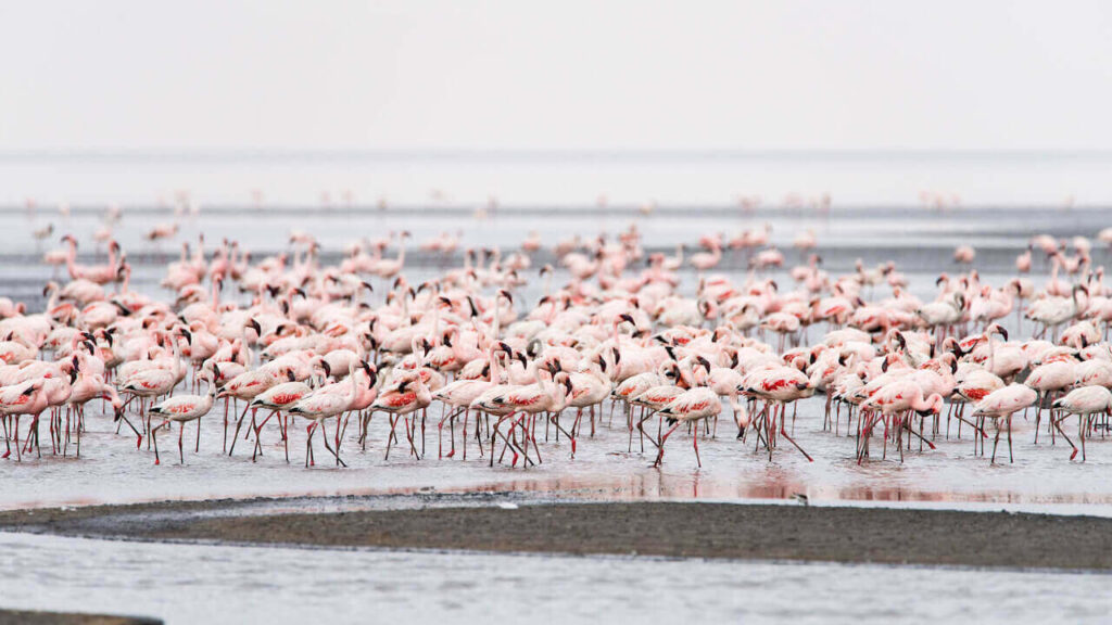 flamingos at lake natron