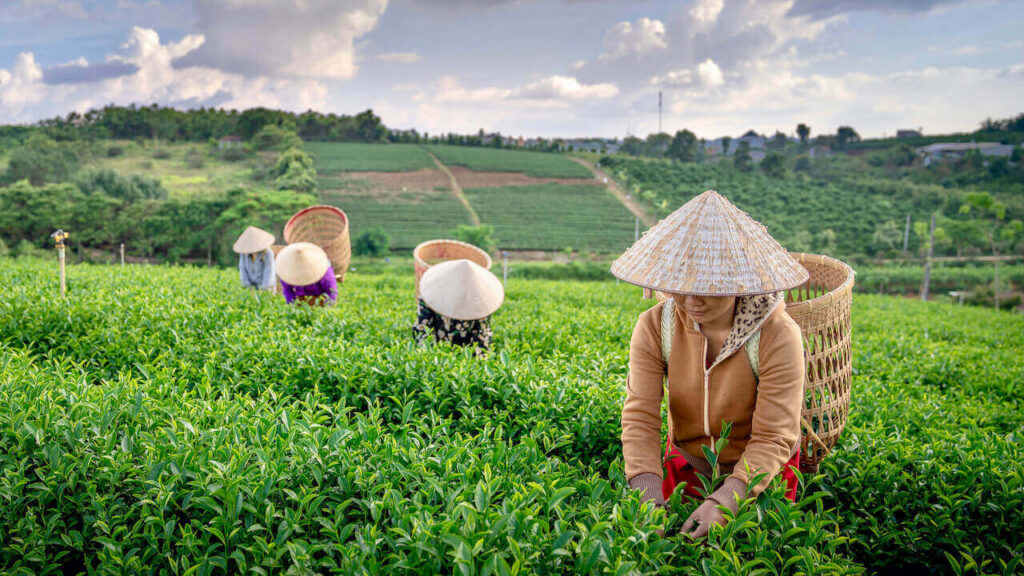 4 farmers with Non La on a tea farm 
