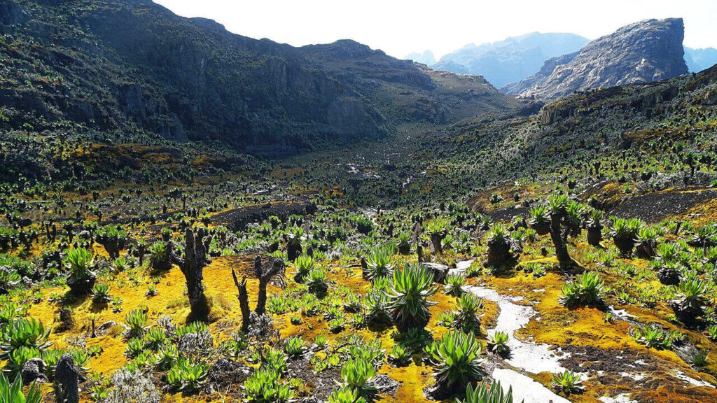unique flora of the Rwenzori Mountains