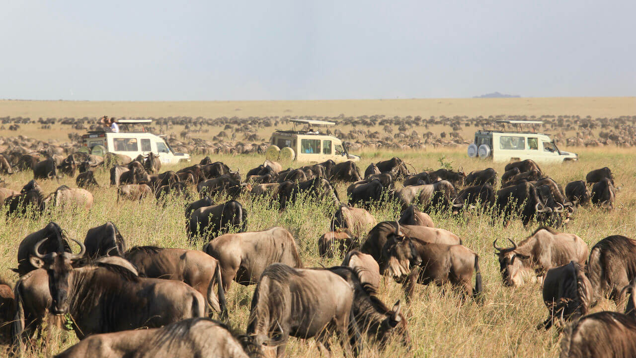 african animals list in alphabet from a to z