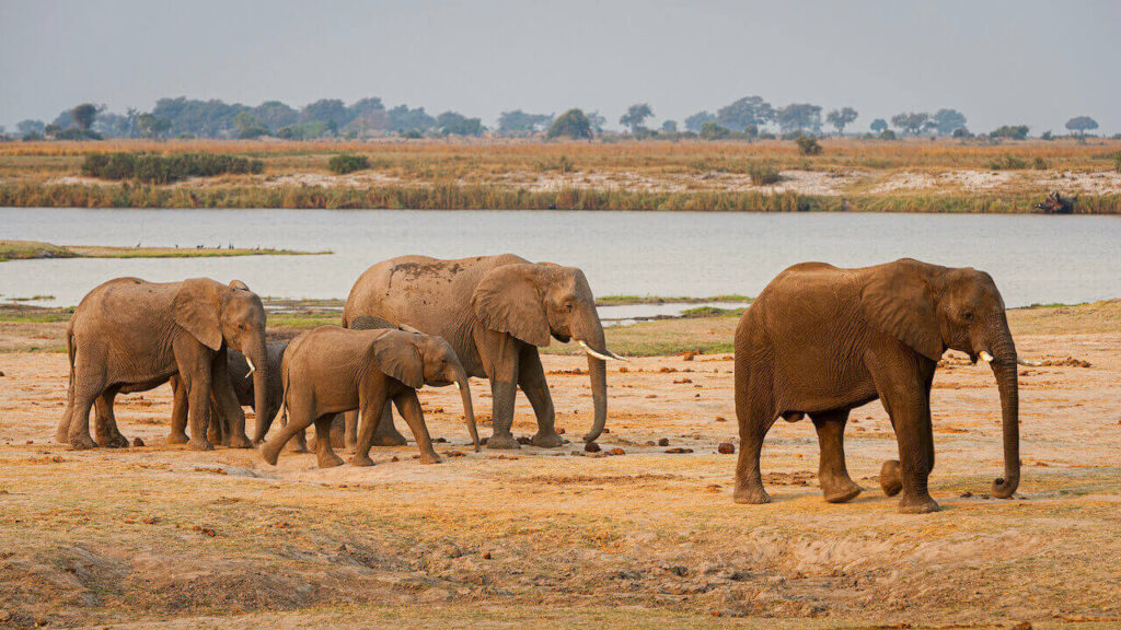 A herd of African elephants in the savanna