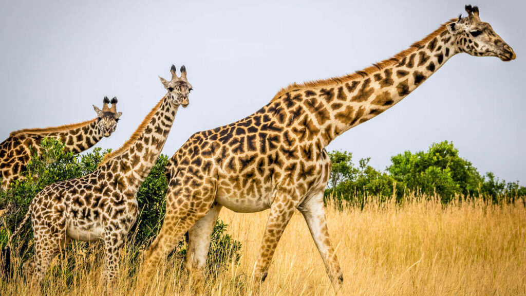 african giraffes are the tallest land mammal in the world