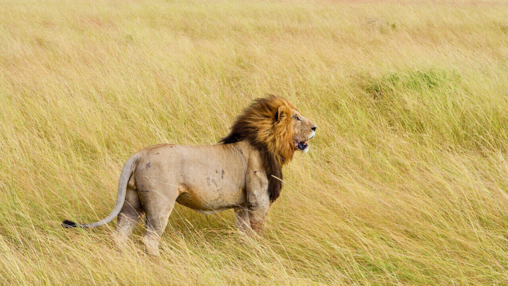 african lion standing under the wind