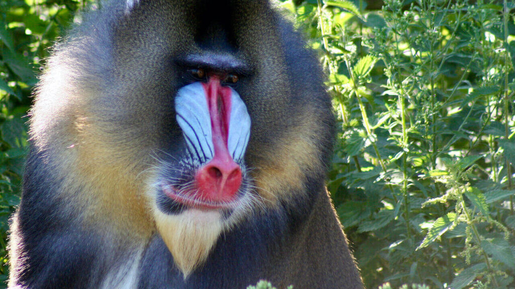 mandrill the most colorful monkey in the world