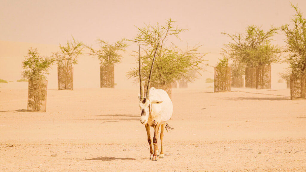 an Arabian Oryx in its natural habitat