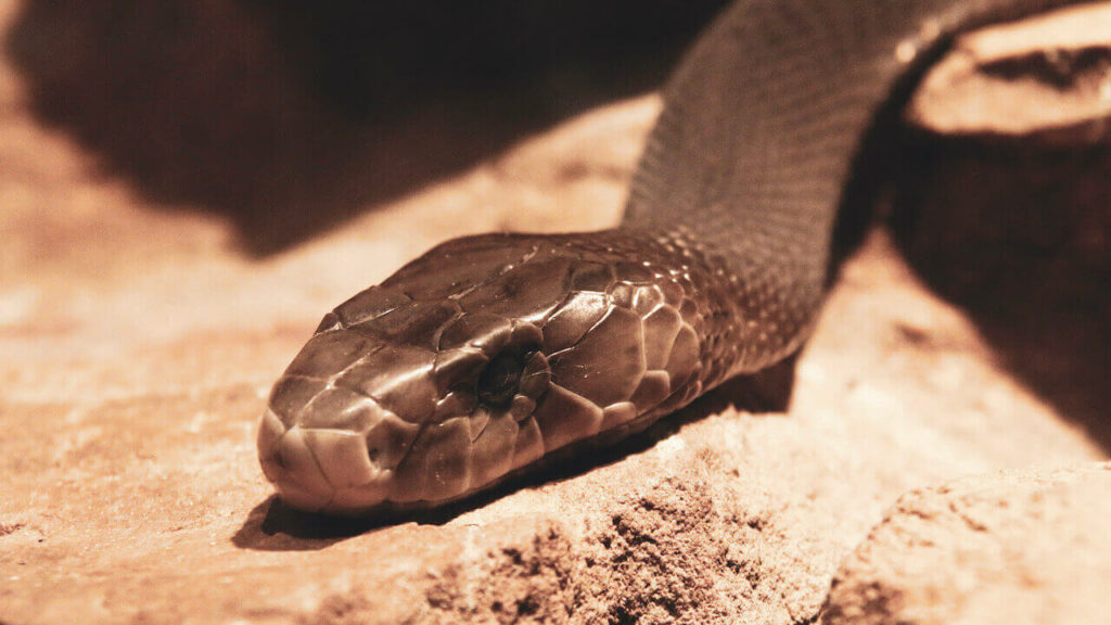 a black mamba snake