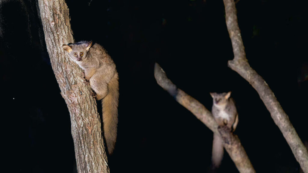 Galago, also known as bushbabies or nagapies