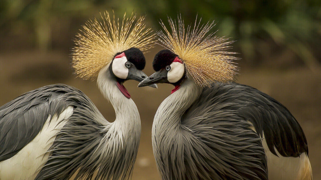 gray crowned crane is a special birds among the african animals