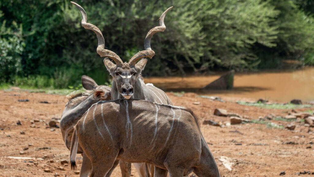 3 greater kudu in Africa